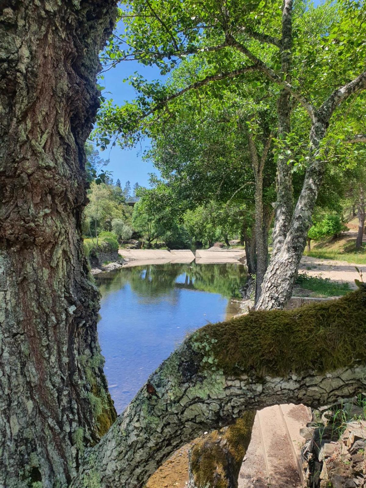 Quinta Dos Avos Lourenco Sertã Exteriör bild